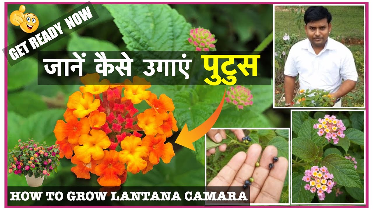 पुटूस के खूबसूरत फूल कैसे उगायें ।। How to grow Lantana from cutting