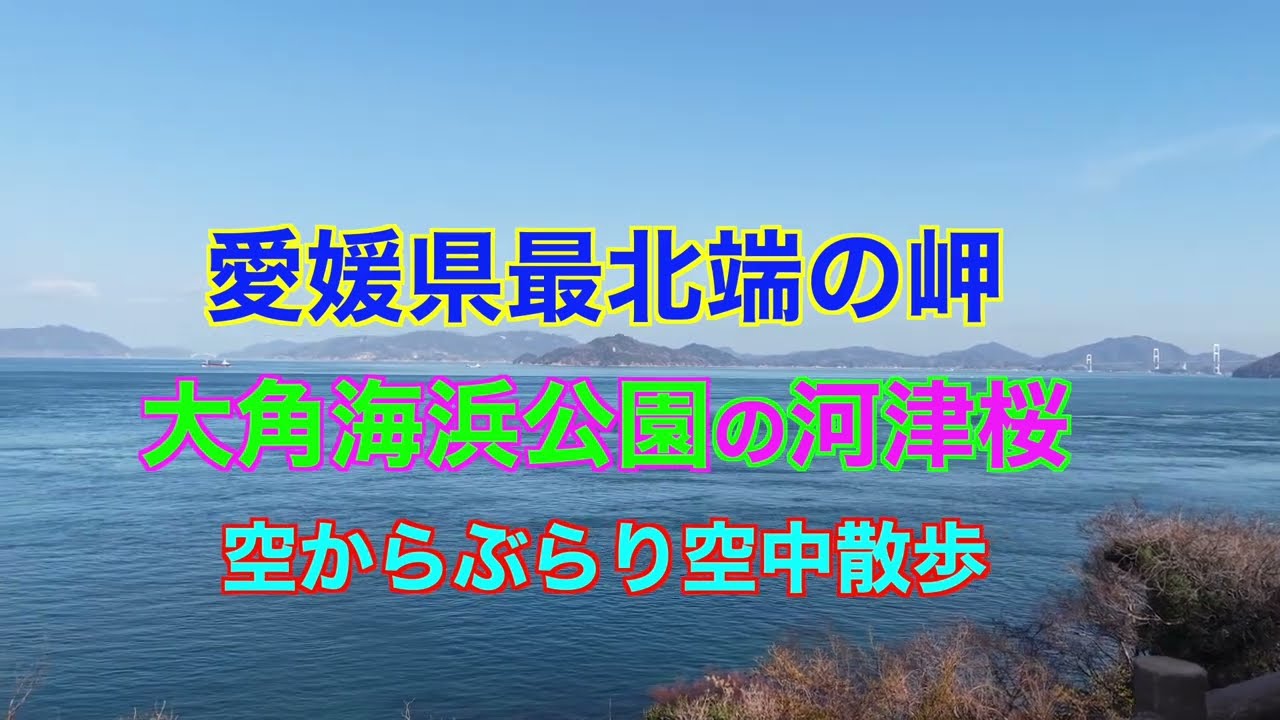 愛媛県最北端の岬 大角海浜公園の河津桜ドローン空撮