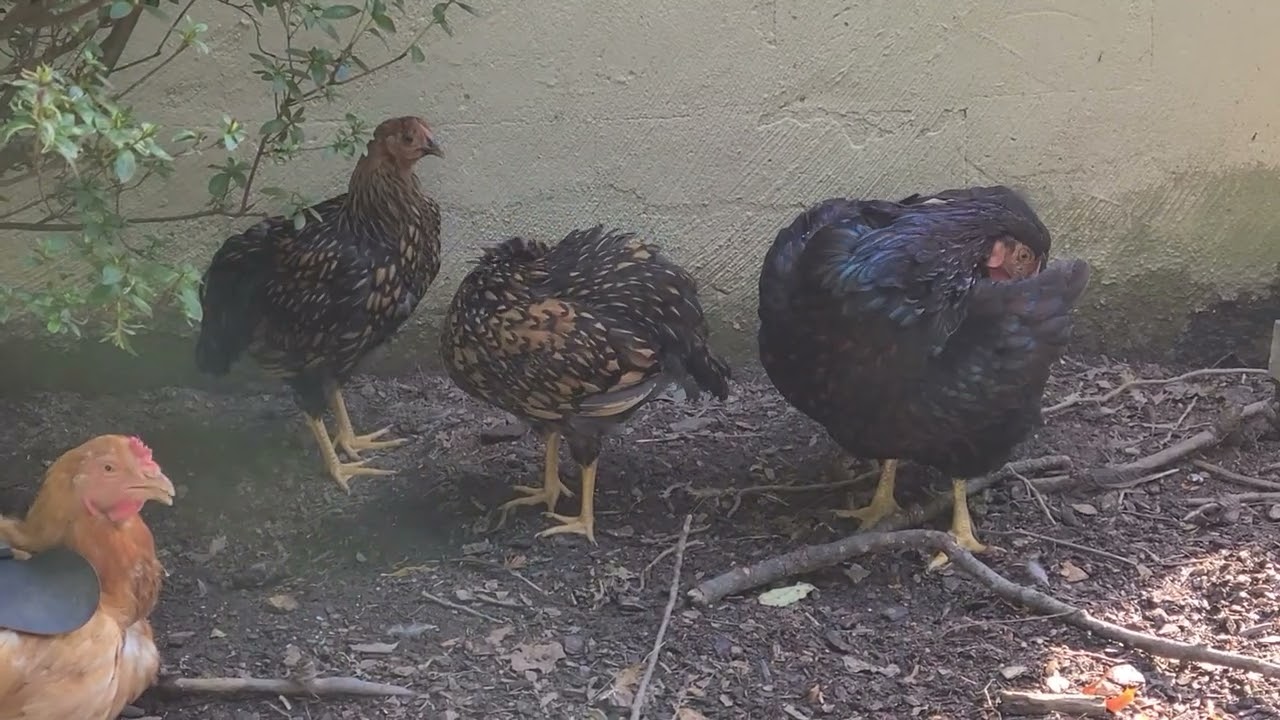 Sept 1, 2024 Update Chicks 12 weeks old