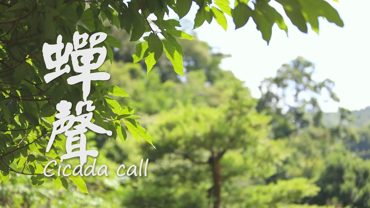 蟬叫聲 cicada call 實錄1H -2