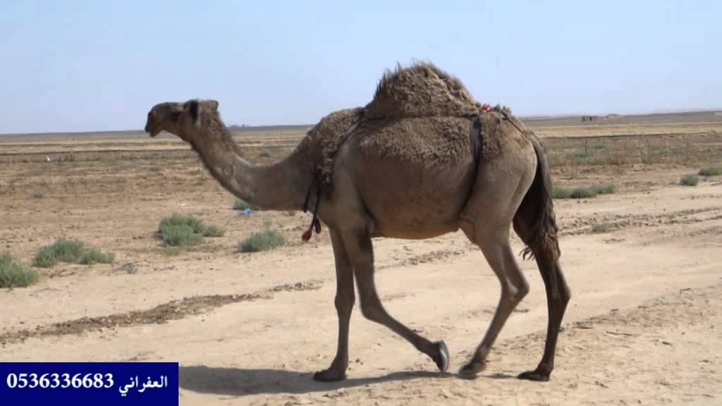 عبدالله بن هشال ال بريك يصف ابله الشعل ويمدح اخيه شبيب