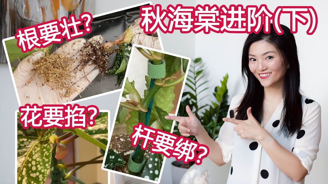 绿植进阶教程系列04 | 秋海棠养护进阶版(下) | 养好秋海棠的几个秘诀 | 发根介质效果大对比 | 花要不要掐 | 如何扦插 现场示范 | 换盆时机 | 造型方法 如何修剪 如何捆绑 |