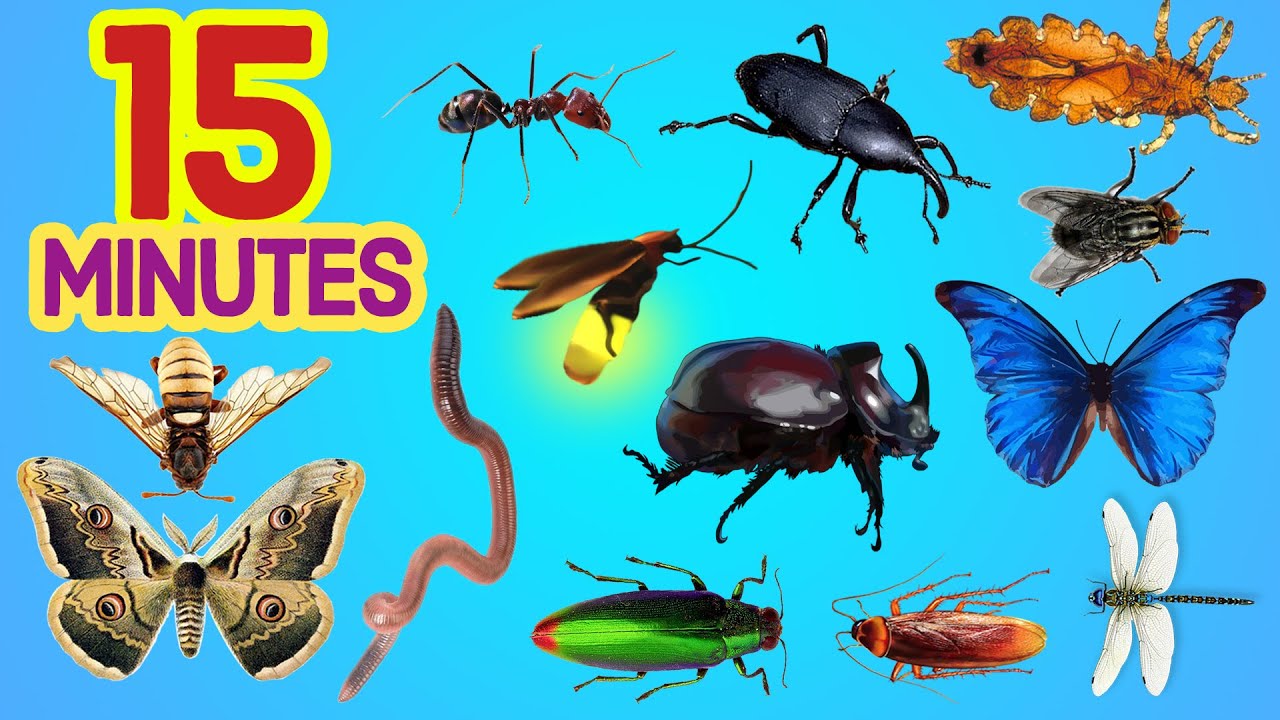 15 Minutes Easy English INSECTS For All