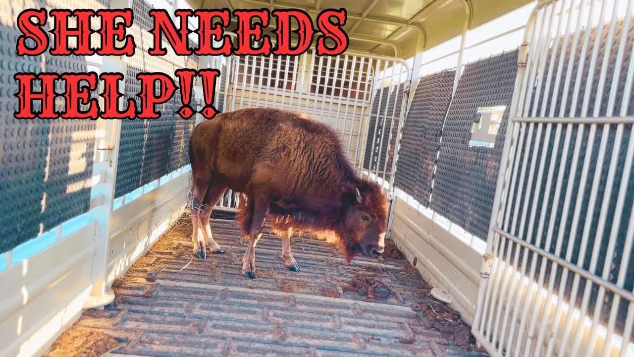 CRISIS On The Bison Ranch [We Had To Act Fast!]