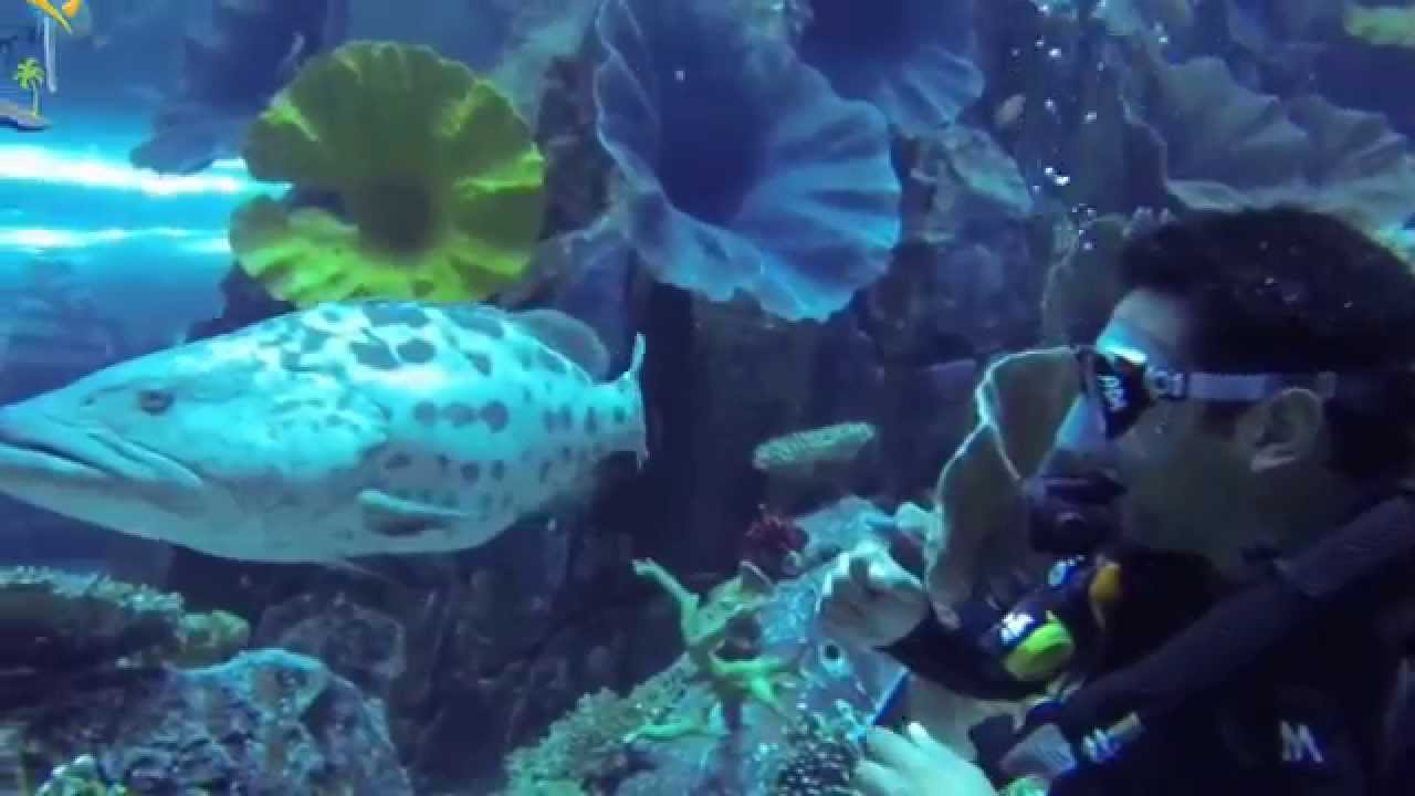 Sharks diving at Dubai mall aquarium غوص اكواريم دبي مول مع القرش