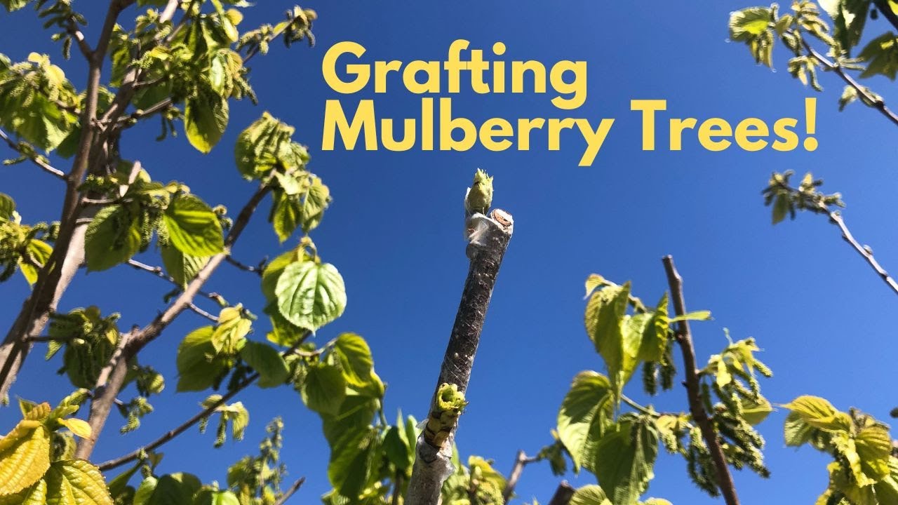How to Graft Mulberry Trees!