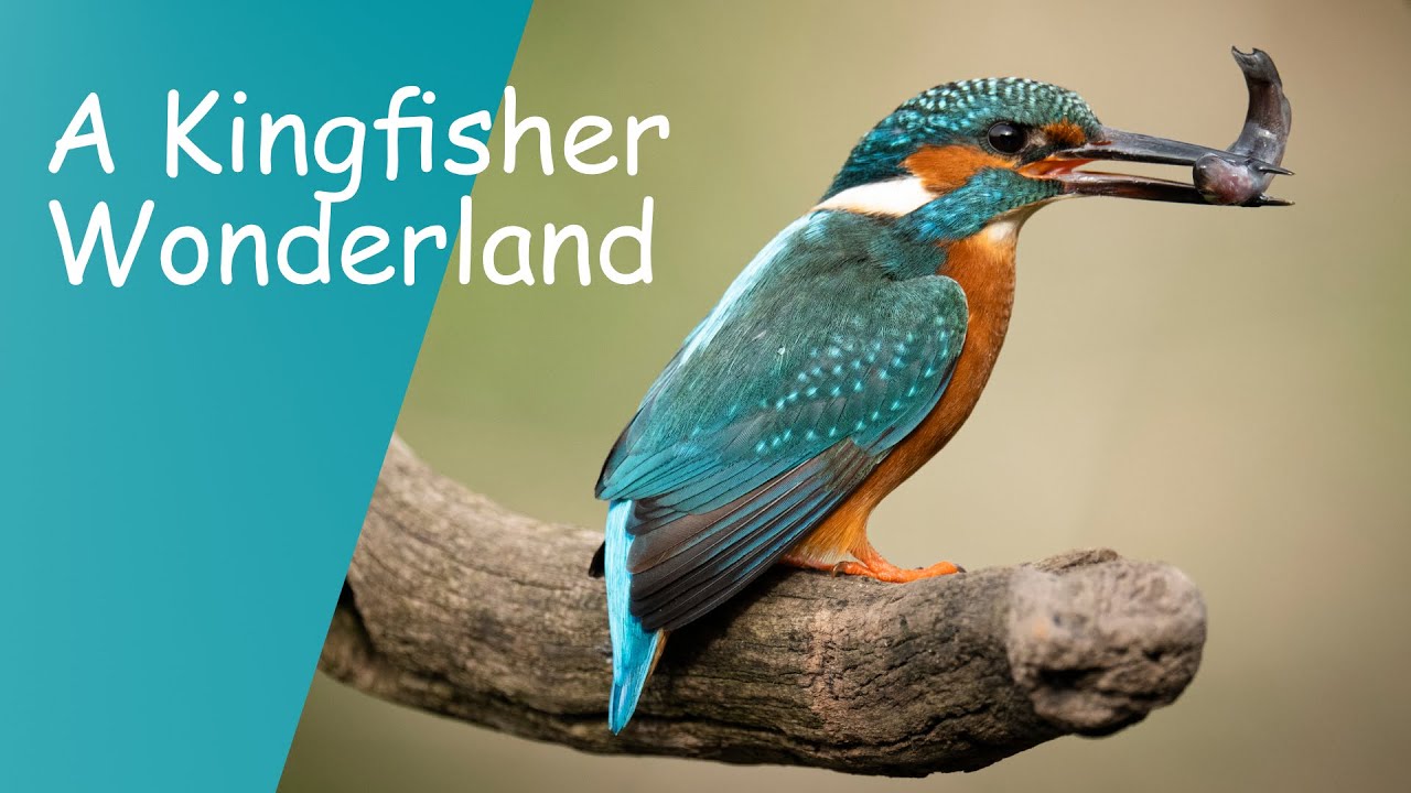 A Kingfisher Wonderland