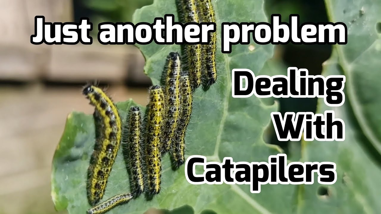 Catapilers On My Cabbage [ CHEEP AND EASY WAY TO GET RID OF CATAPILERS]