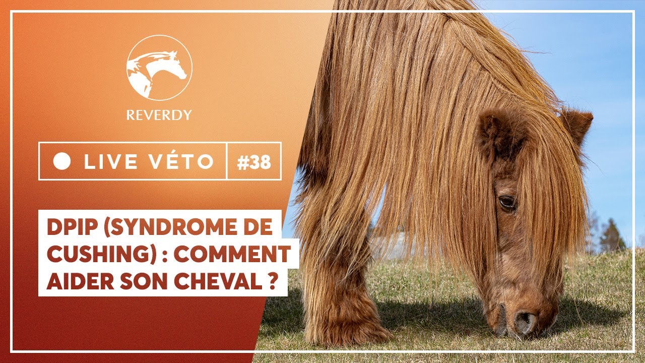 Live véto #38 | DPIP (syndrome de Cushing) : comment aider son cheval ?