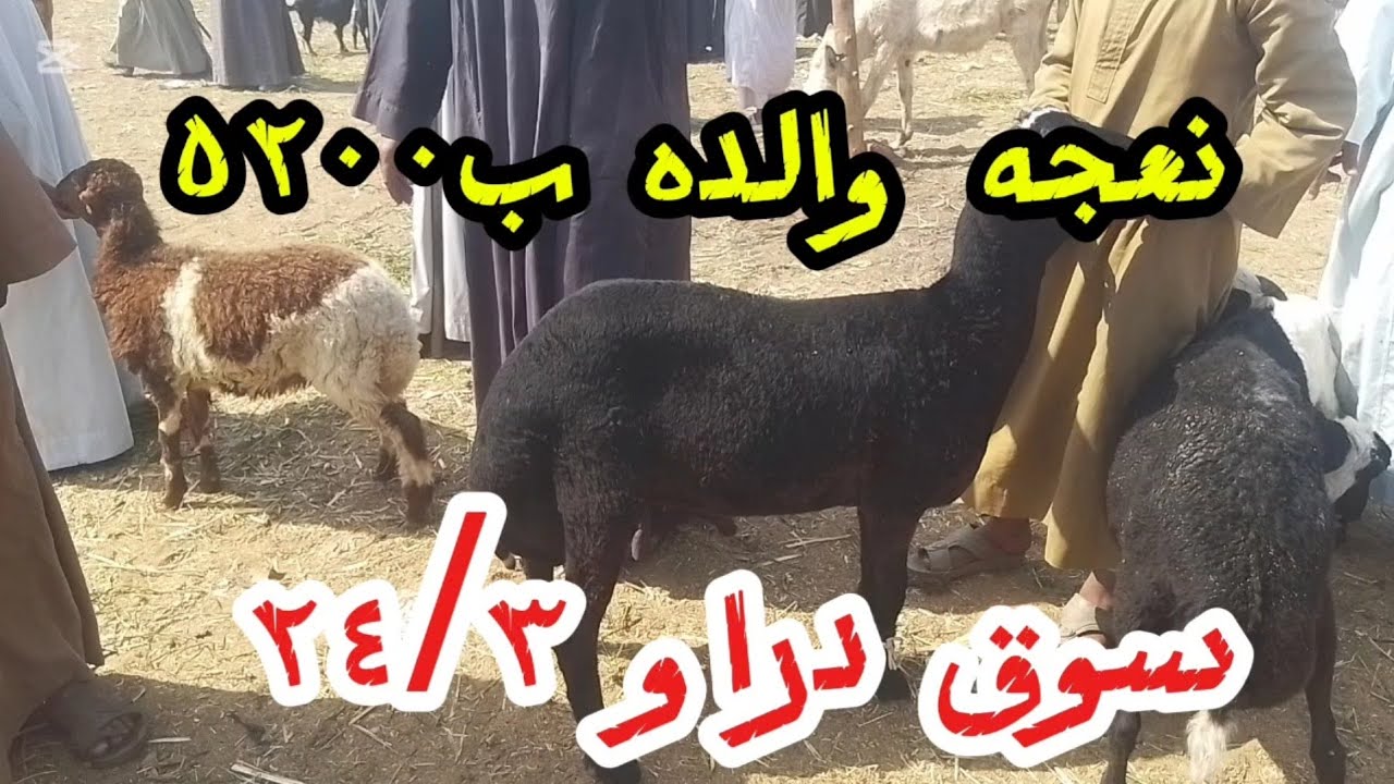اسعارالغنم والماعز داخل سوق دراو ٢٤ مارس ٢٠٢٦