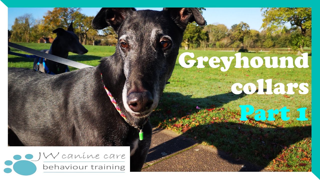 Greyhound Collars: Part 1