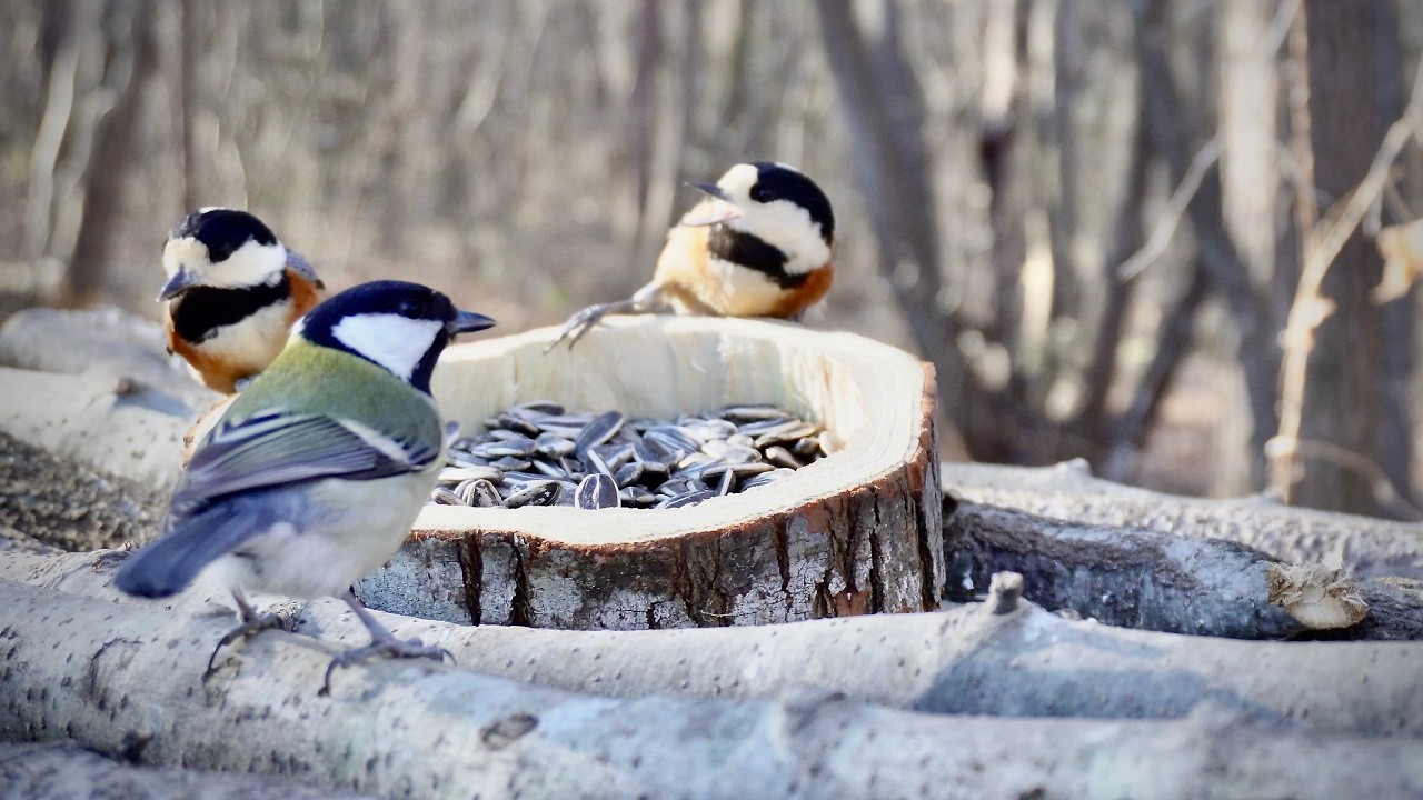 Cold Clear Morning at the Bird Feeder | Started at 8 AM, -1.1°C / 30.0°F