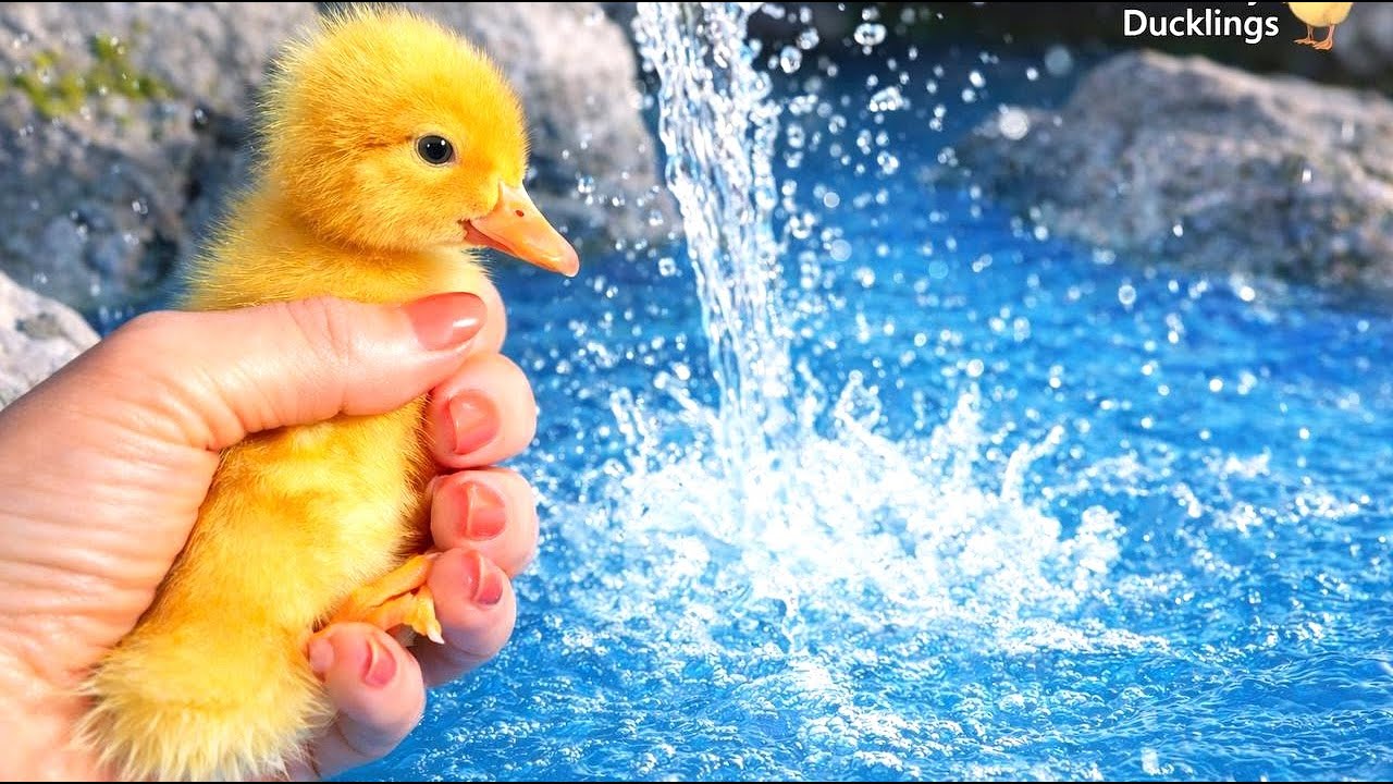 🐥💦 An unsuccessful attempt to swim in the fountain