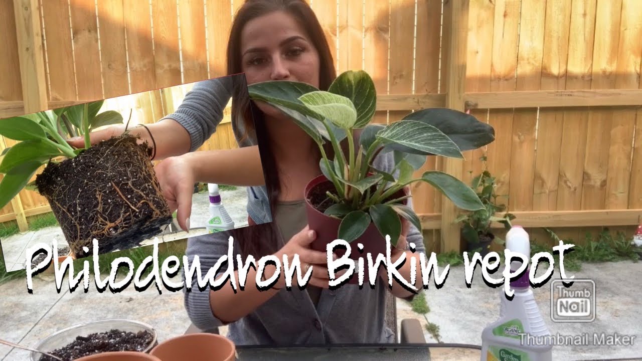 Philodendron Birkin repot | Turning 1 plant into 2 plants!