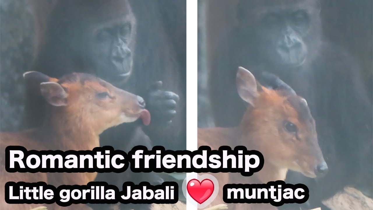 小金剛Jabali與山羌姊姊的浪漫友誼-The romantic friendship between little gorilla Jabali and muntjac