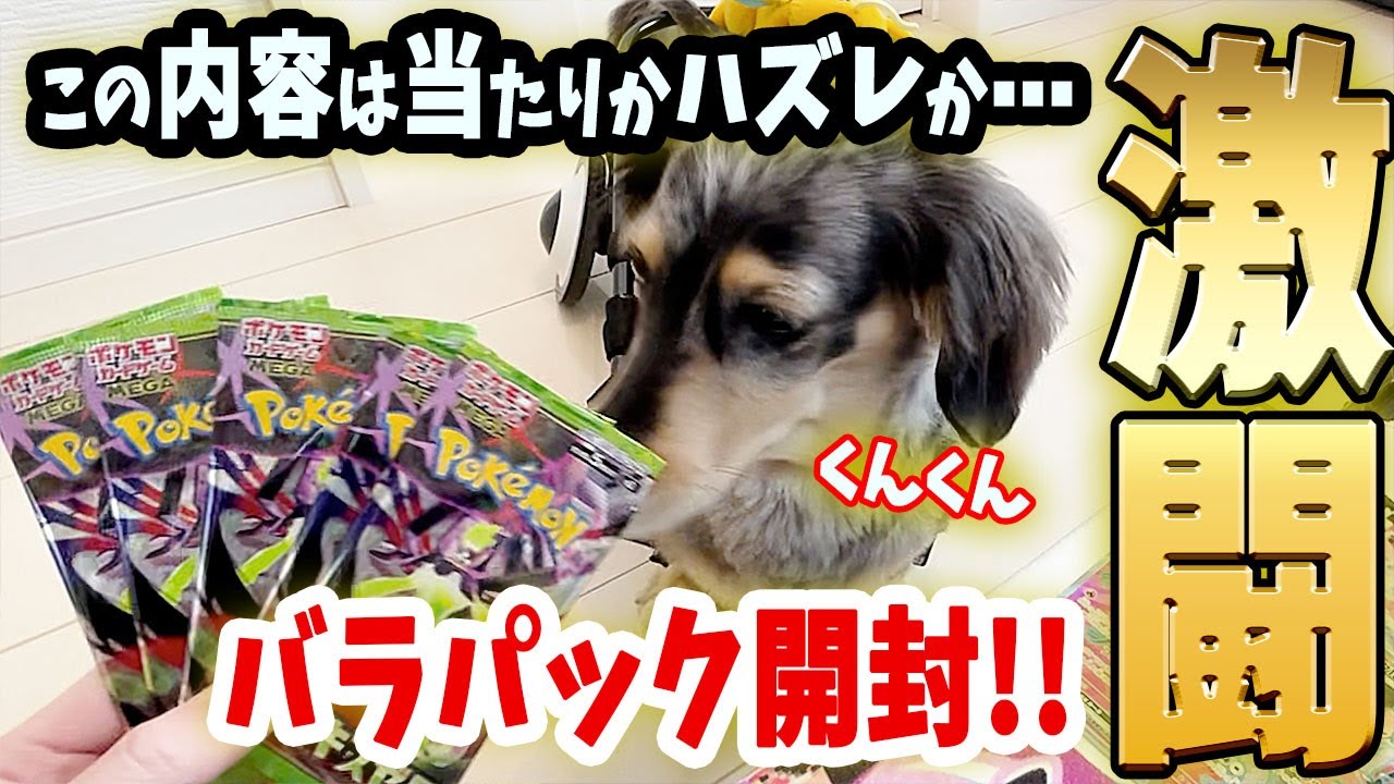 【ムニキスゼロ】『当たり✨』か『ハズレ☠️』か⁉️ポケカ神のみぞ知る開封【ポケカ開封】#pokemon #ポケモンカード＃SAR #ポケカ情報 #ポケモン#ポケカ #神引き #新弾  #最新情報 #犬