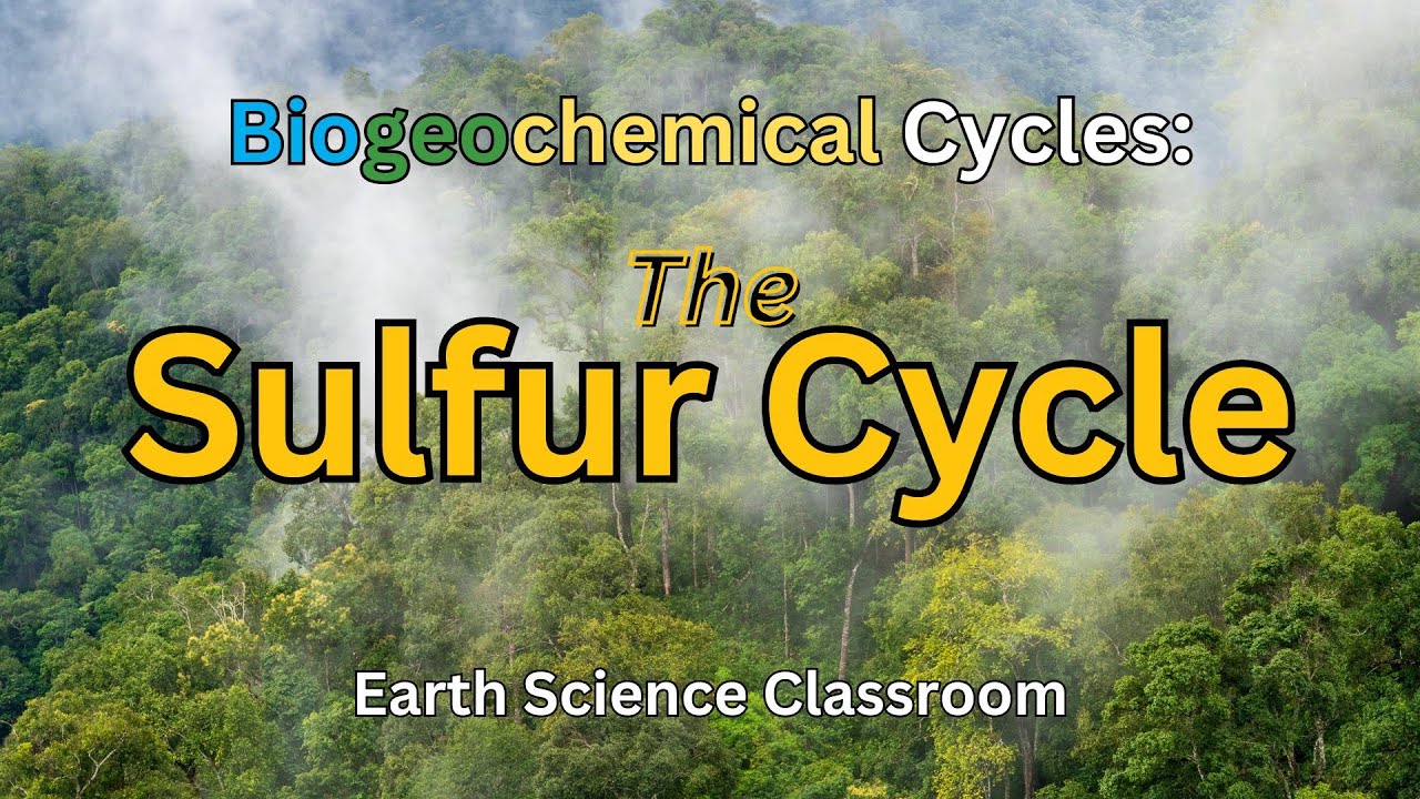 Detailing The Sulfur Cycle