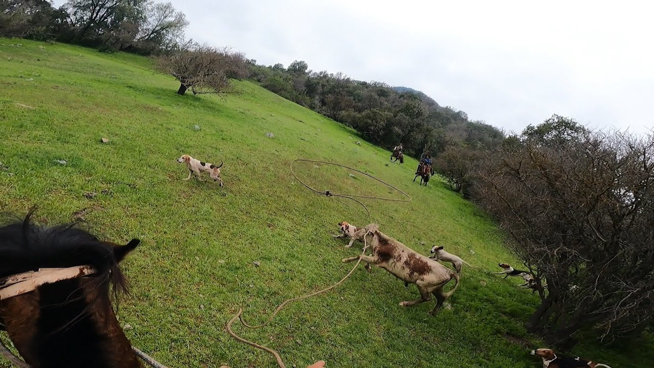Laceadores de cerro #20