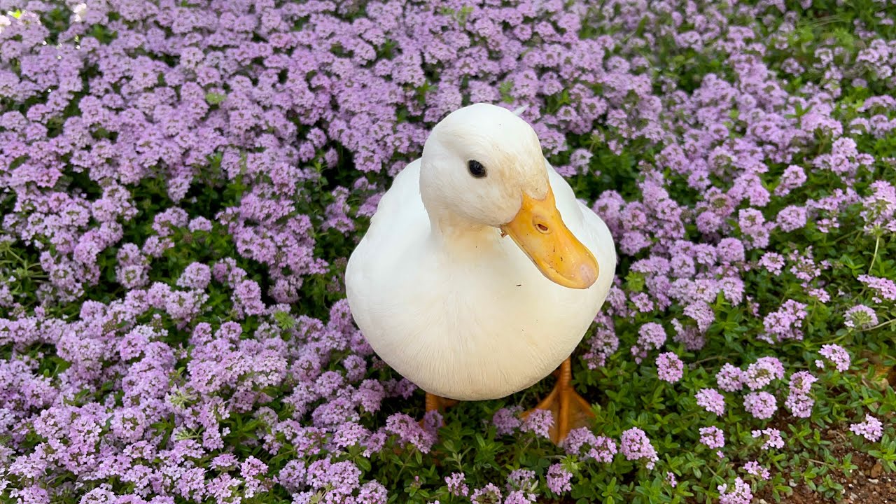 Our Pet Call Ducks in Flower Garden. (ASMR)
