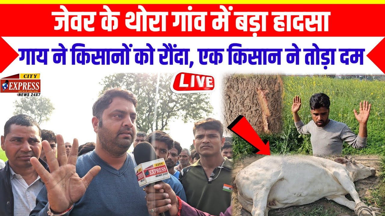 जेवर के थोरा गांव में बड़ा हादसा !! गाय ने किसानों को रौंदा, एक किसान ने तोड़ा दम