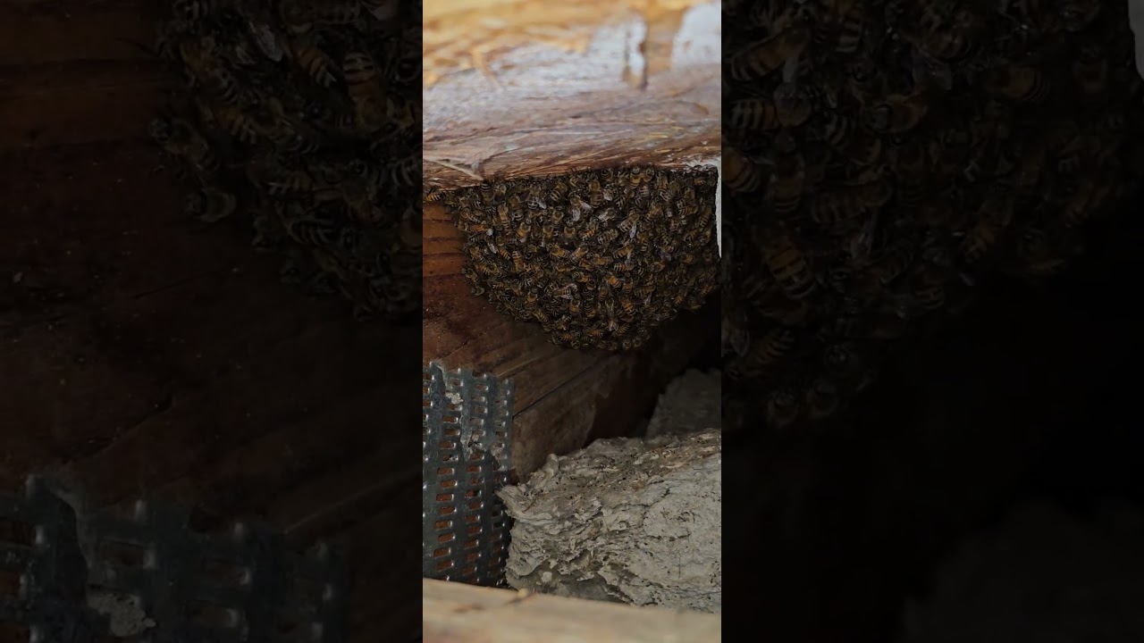 SoCal Bee Removal And Relocation- Freeze Block Vent Hole Honeybee Live Extraction Expert