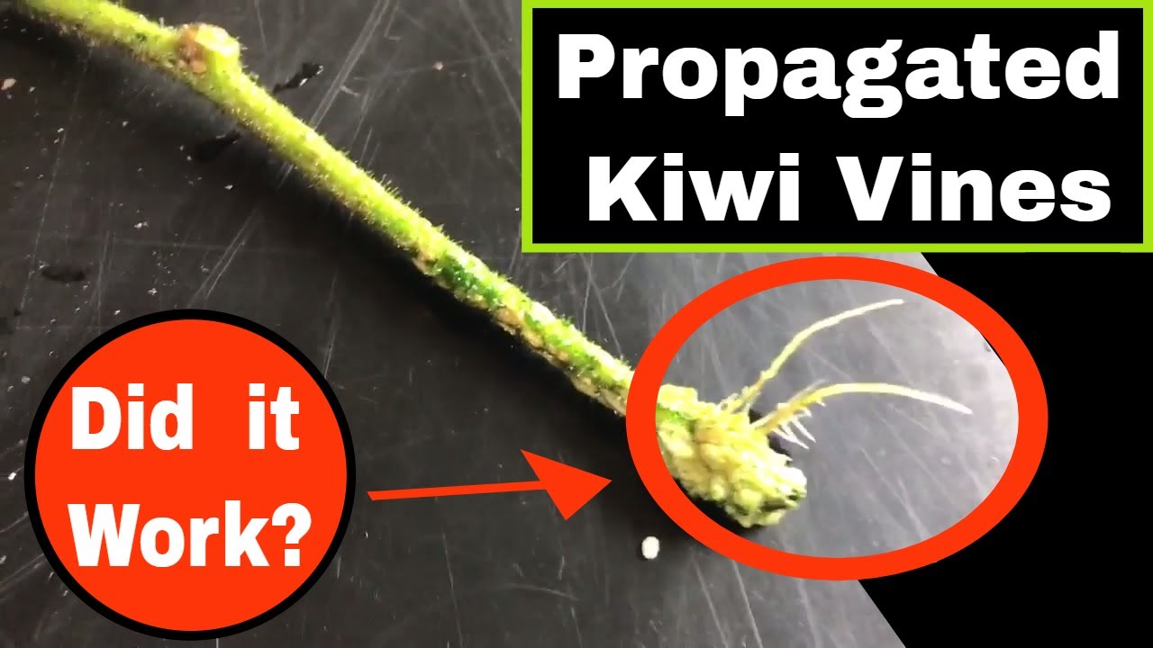 Propagating Kiwi Fruit Vines - It Works?