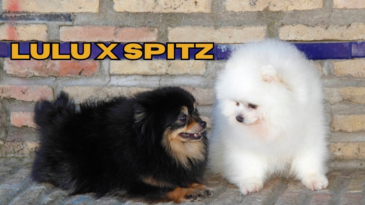 Lulu da Pomerânia VS Spitz Alemão: Qual a diferença?