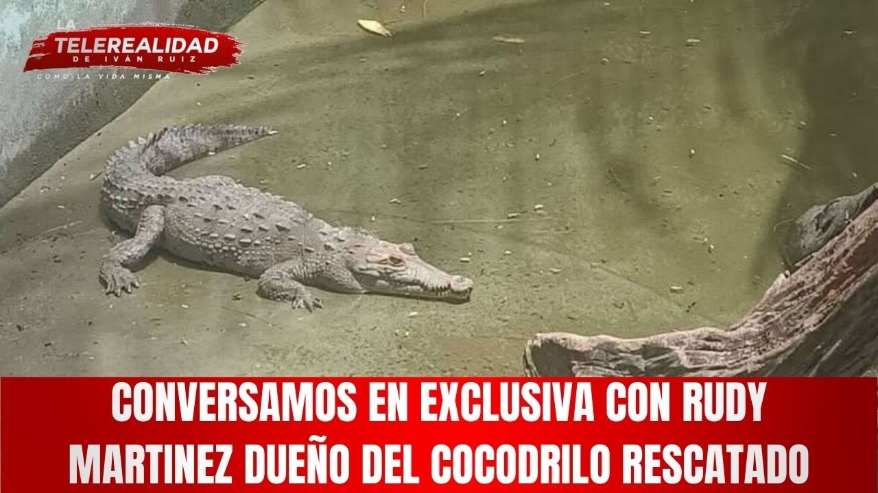 Conversamos en exclusiva con Rudy Martinez dueño del cocodrilo rescatado