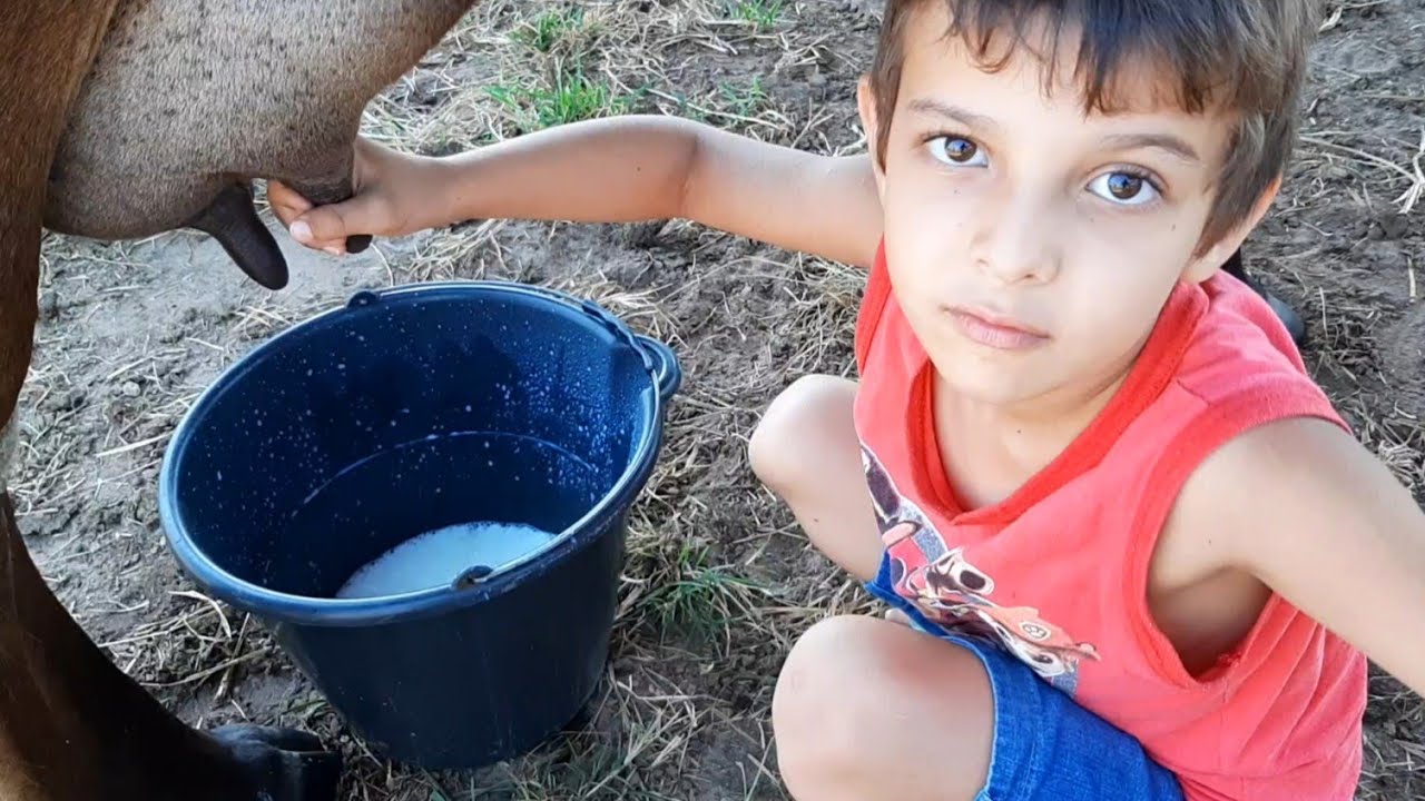HOJE ACORDEI BEM CEDO PRA TIRAR LEITE DE VACA
