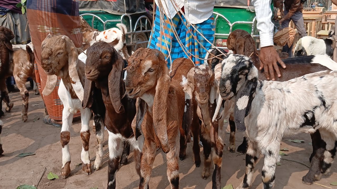 নাটোর তেবারিয়া হাটে মোকলেসের হাই কালেকশন। 