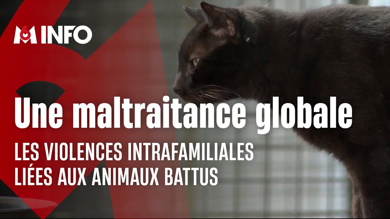 La maltraitance animale, un signe des violences domestiques