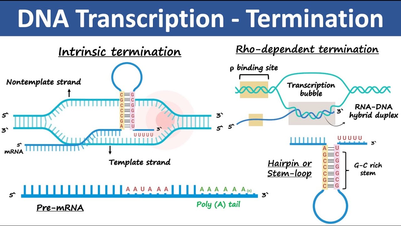 Transcription Termination in Prokaryotes & Eukaryotes | Biochemistry