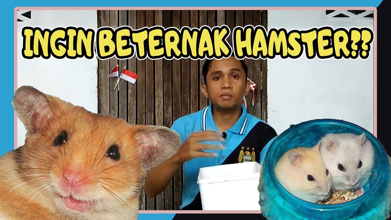 Jurus Ampuh Beternak Hamster Yang Sukses Dalam Waktu Singkat