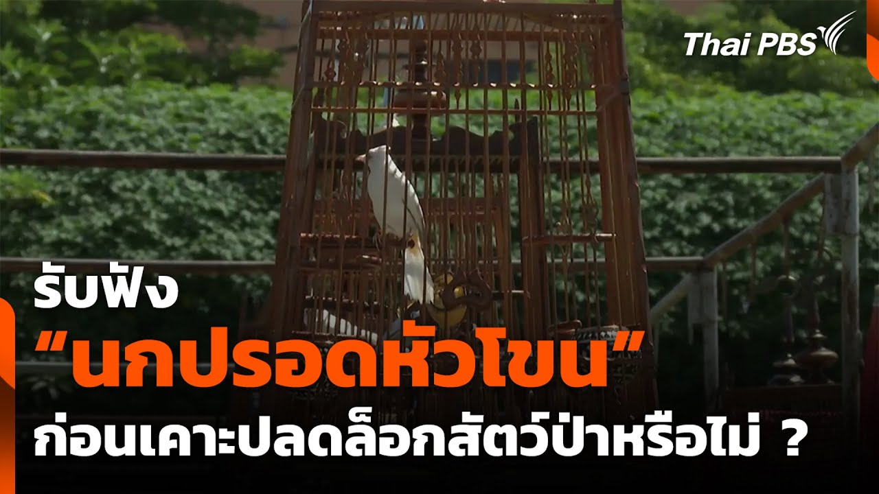 รับฟัง “นกปรอดหัวโขน” ก่อนเคาะปลดล็อกสัตว์ป่าหรือไม่ ? | วันใหม่ ไทยพีบีเอส | 15 ก.ค. 68