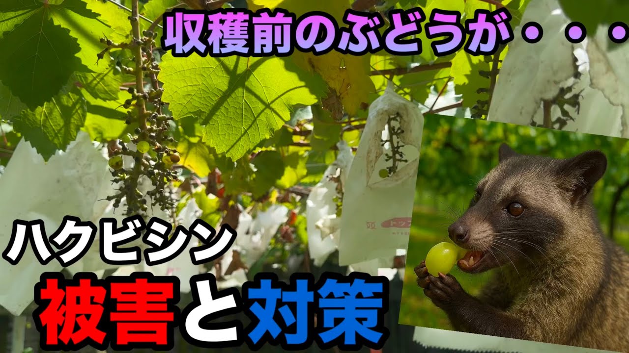 ぶどうのハクビシン被害と対策〜収穫間近のぶどうを守れ〜2025-07-19