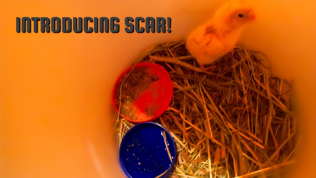 Our Busy Day With New Farm Babies!