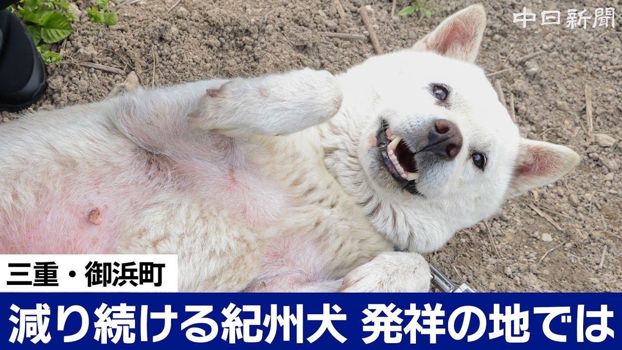 紀州犬、発祥の地で残り2頭に　長年飼育の愛犬家の思いは…