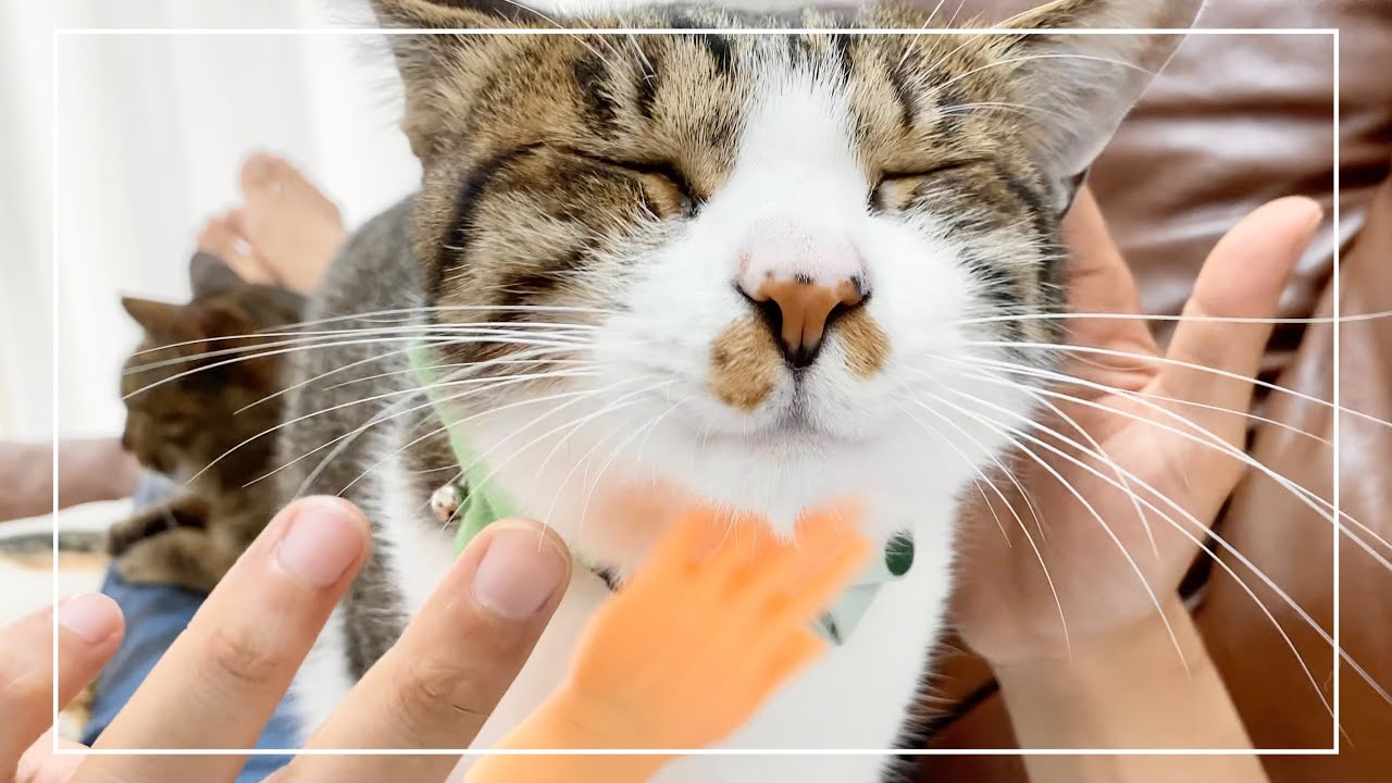 猫たちのマッサージを初めてミニハンドでしてみたらこうなりました【4K猫動画】