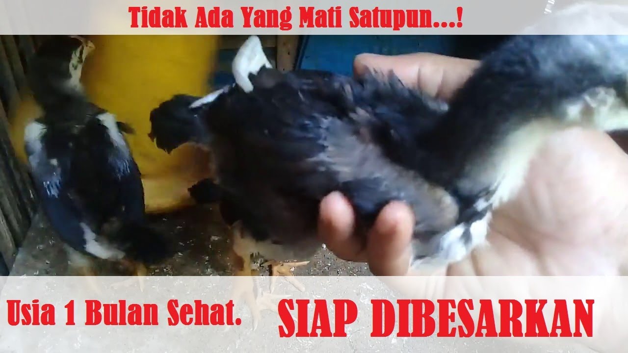 DOC Ayam Umur 1 Bulan Pindah Kandang Pembesaran