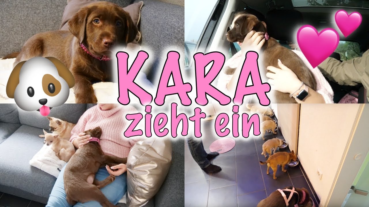 Unser Welpe zieht ein 🐶🎀💕 | Labrador Kara | 1. Autofahrt & das Zusammentreffen