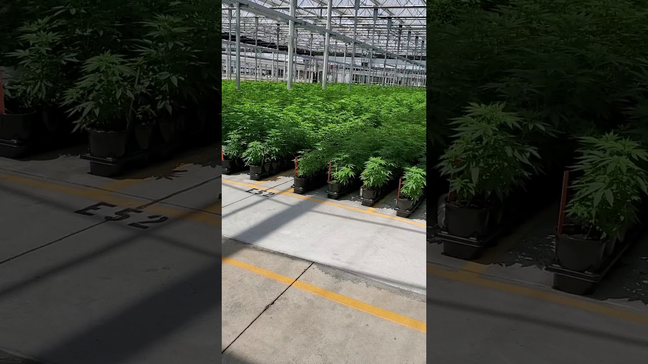 Hemp Farming in the Greenhouse