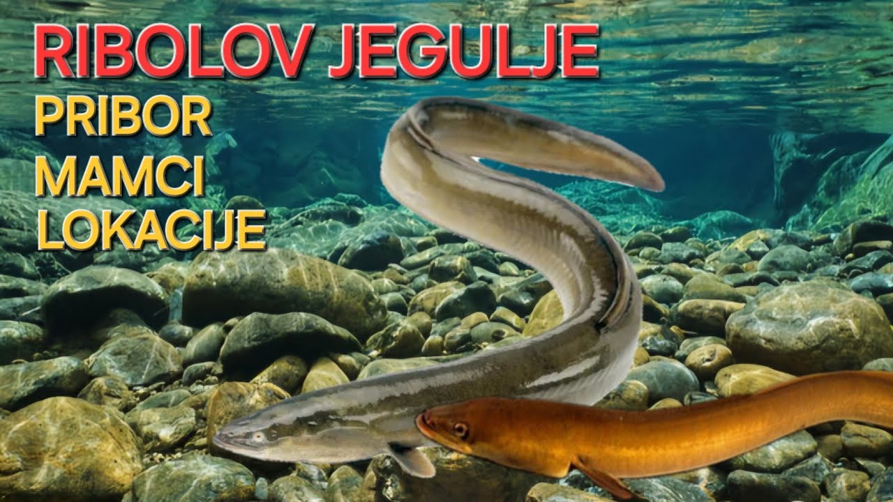 RIBOLOV JEGULJE / FISHING FOR EUROPEAN EEL