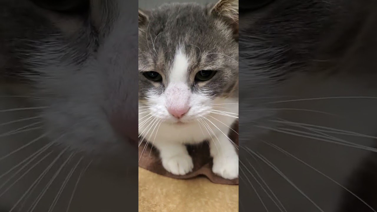 Цветочек и Аманда #cat 