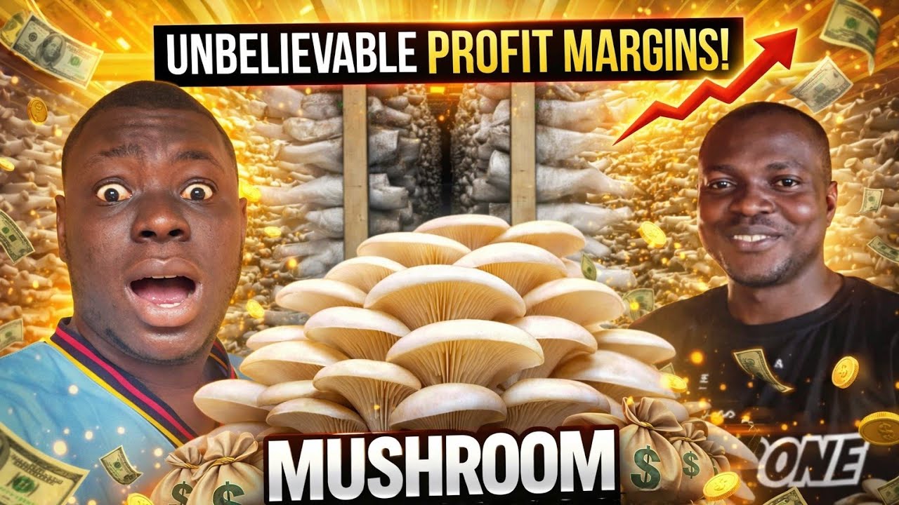 Как он начинал с малого и построил прибыльную грибную ферму