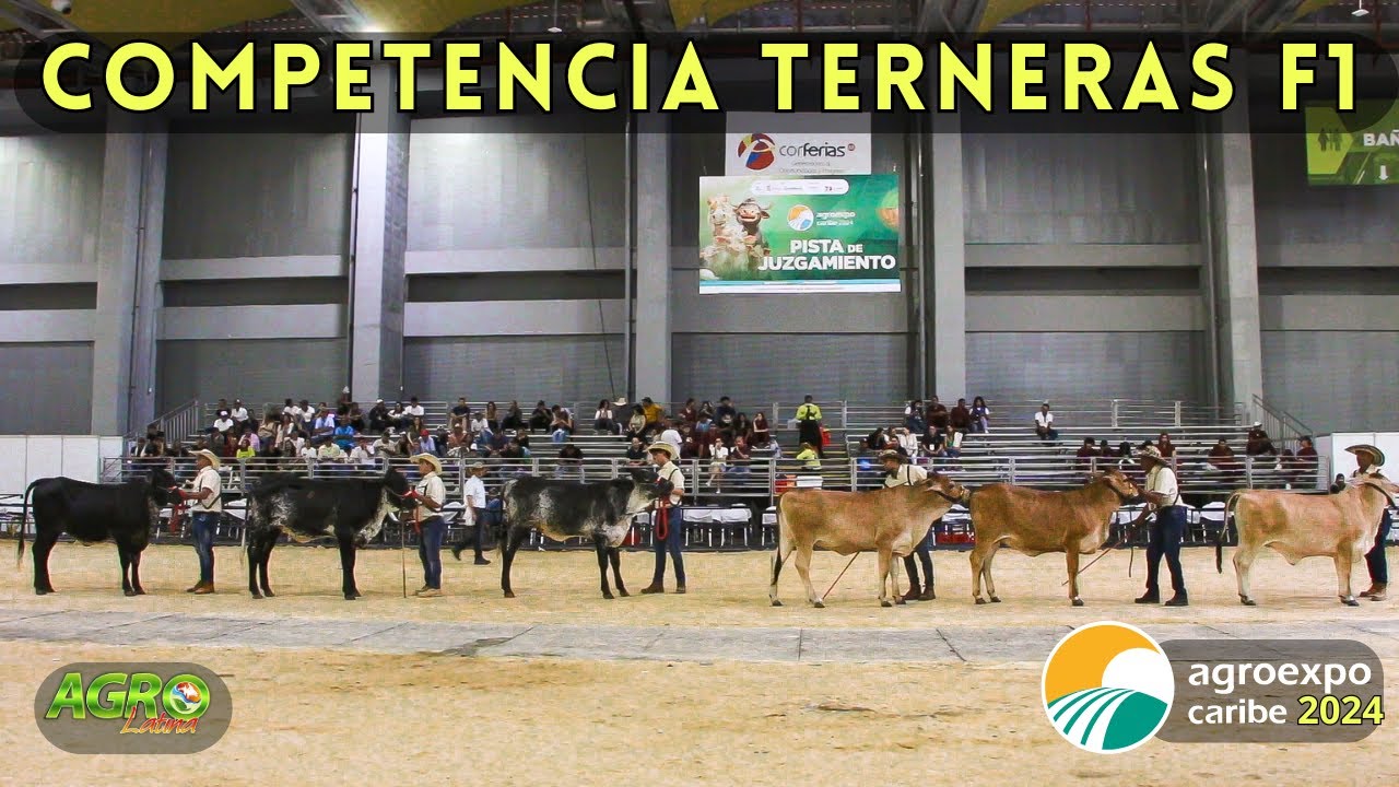 CONCURSO TERNERAS F1: Jersey X Brahman / Holstein X Gyr