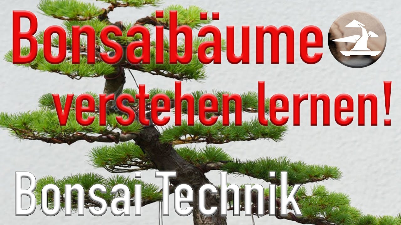 Das Bonsai Jahr! Bonsaibäume verstehen lernen!