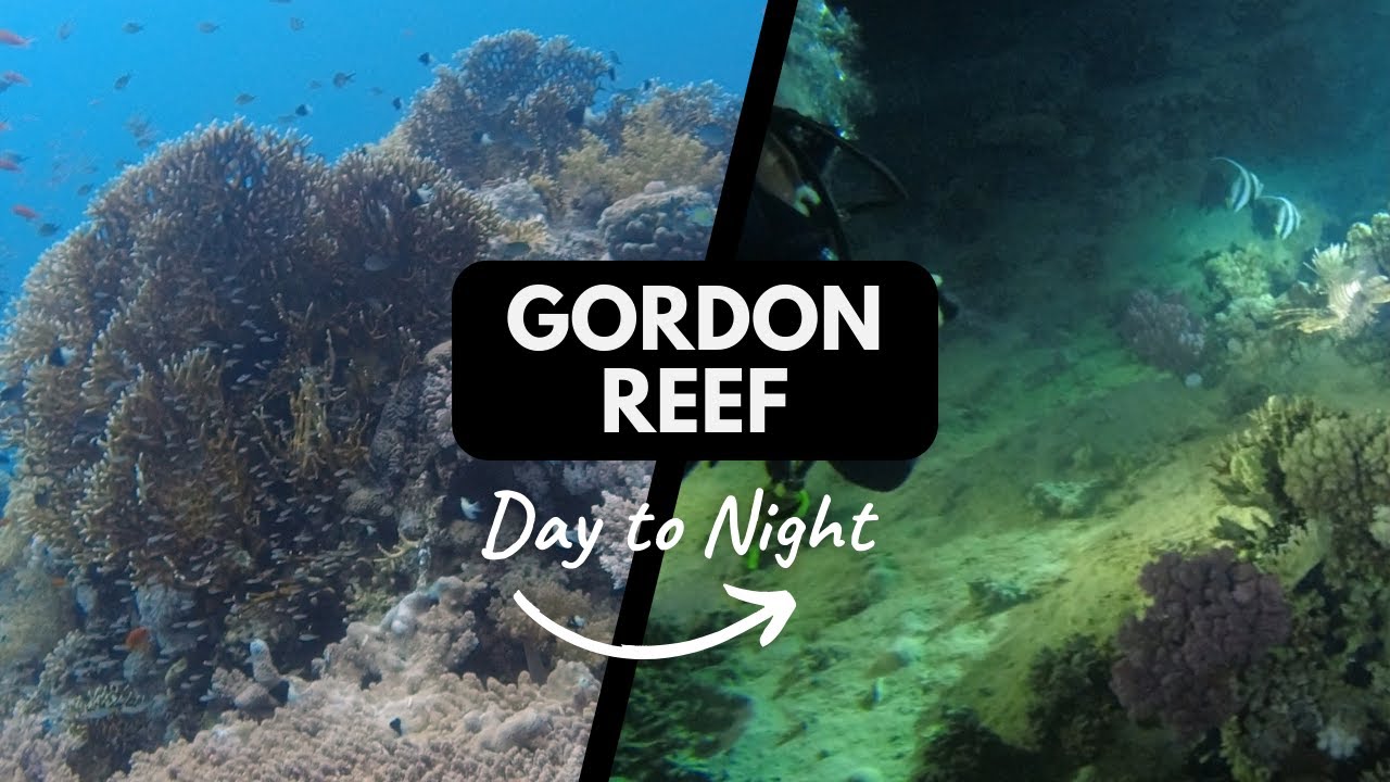 Diving Gordon Reef (Egypt) by Day and Night