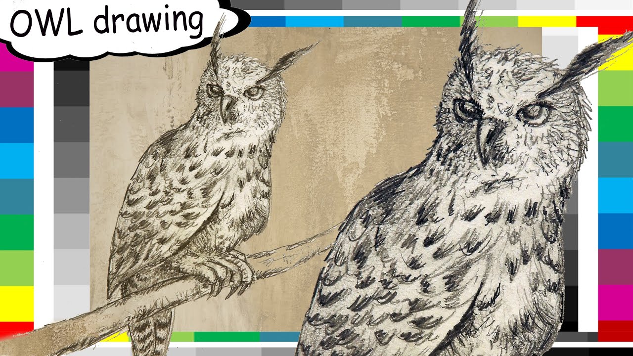 OWL - real time quick sketch & drawing / SOVA  brza skica i crtež    Likovni123