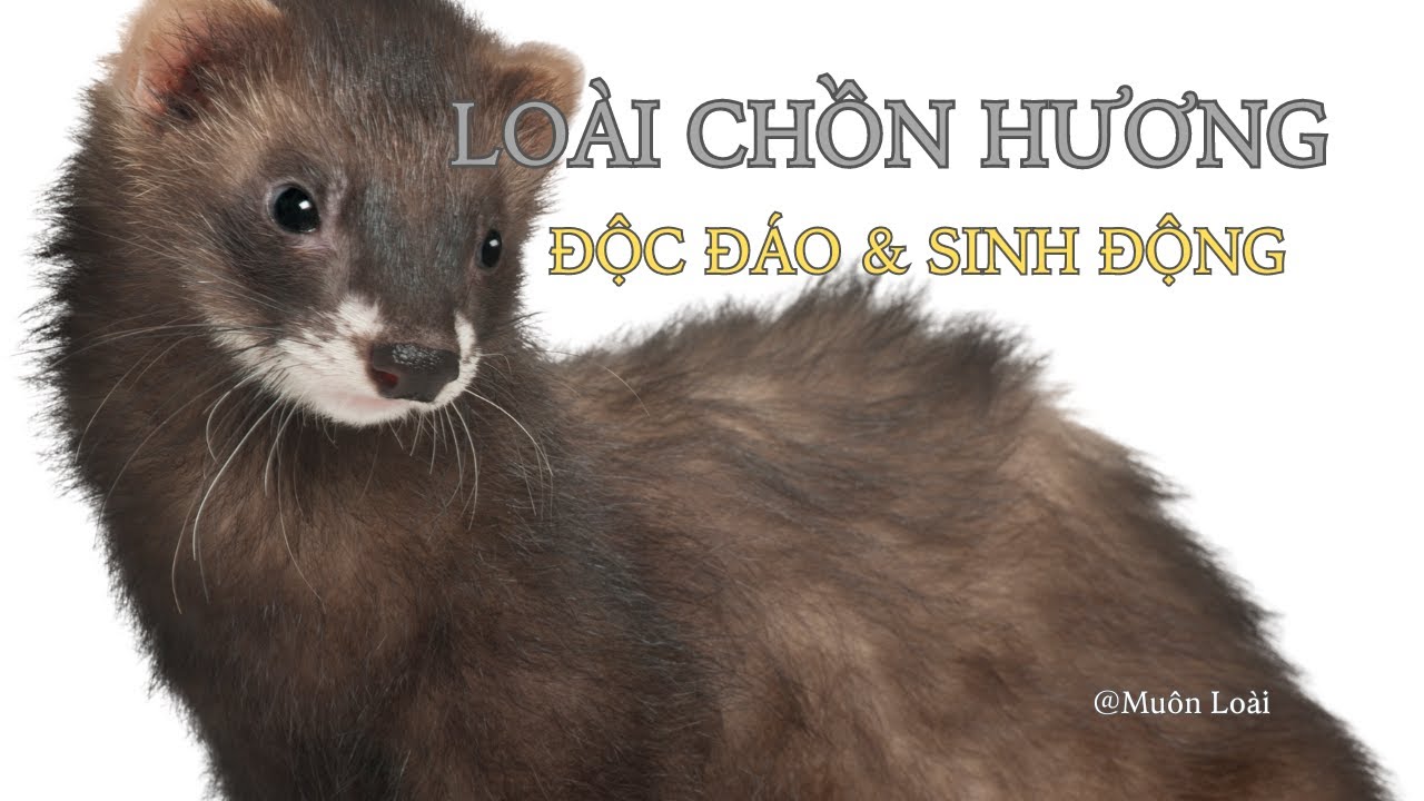 Nhật k&yacute; Mu&ocirc;n lo&agrave;i. Lo&agrave;i Chồn Hương: Vẻ Độc Đ&aacute;o v&agrave; Sự Sống Sinh Động