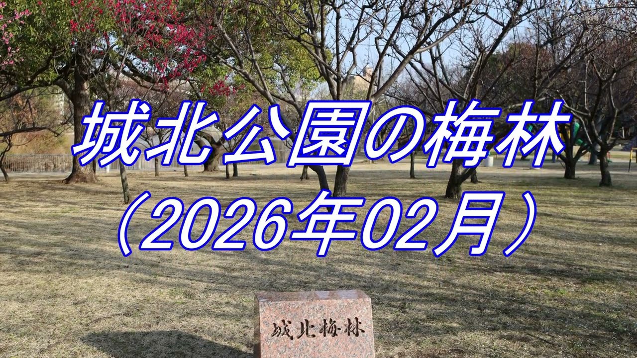 城北公園の梅林（2026年02月）